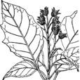 大葉泡囊草 大葉泡囊草