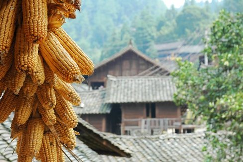 那一縷秋 那一縷秋
