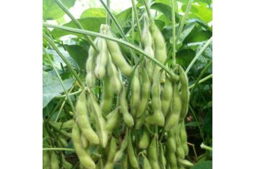 遼鮮豆3號 遼鮮豆3號