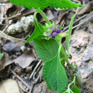 Lantana ukambensis