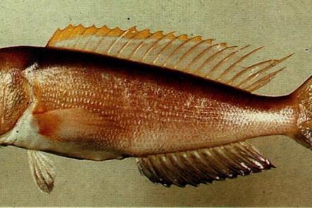 尾帶弱棘魚 尾帶弱棘魚