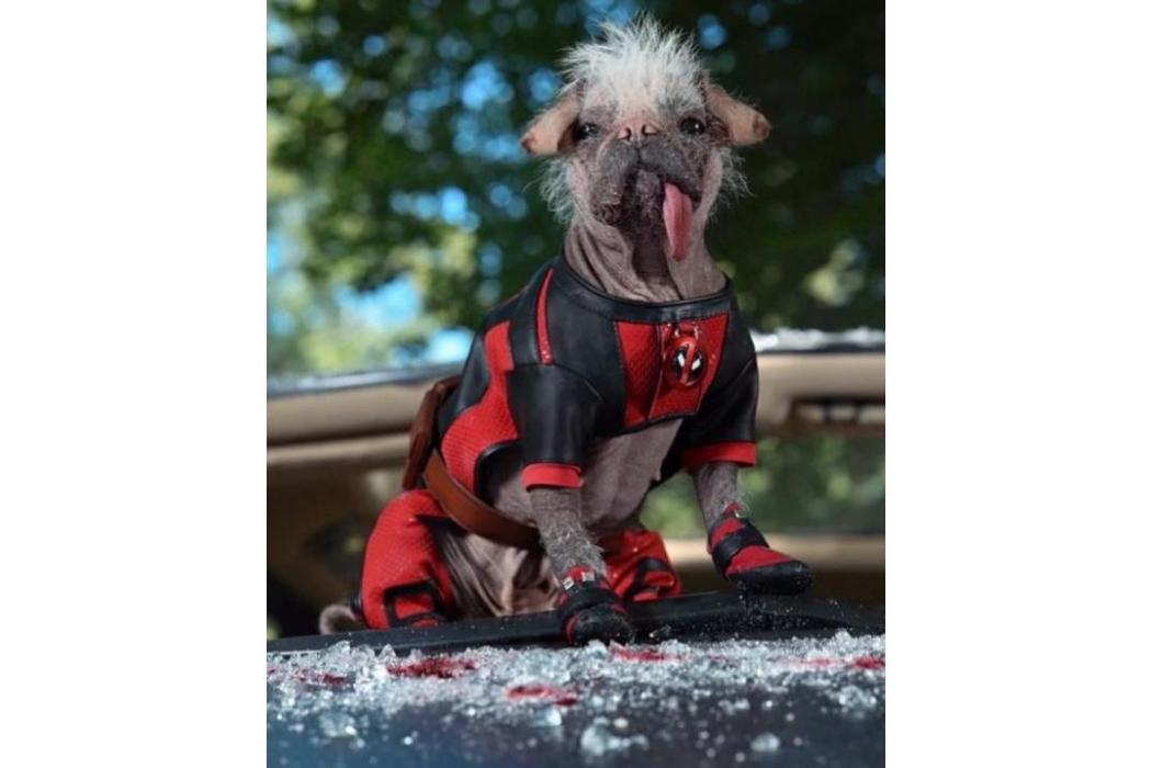 死侍狗 死侍狗