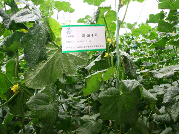 中國農業大學壽光蔬菜研究院
