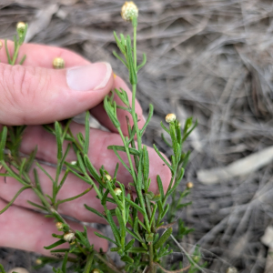 Rutidosis glandulosa