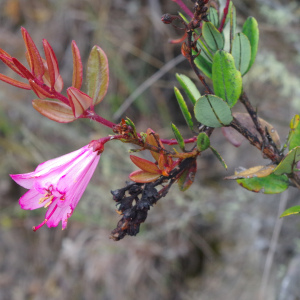 Bejaria infundibula