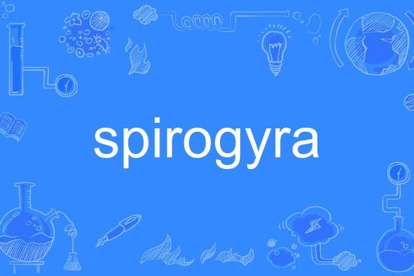 spirogyra