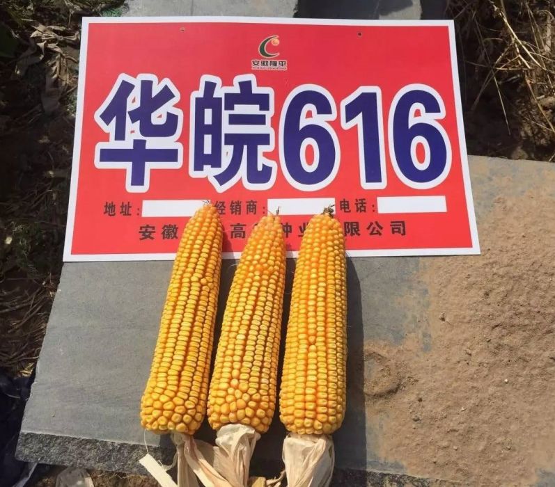 華皖616 華皖616