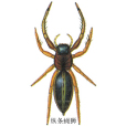 縱條蠅獅 縱條蠅獅