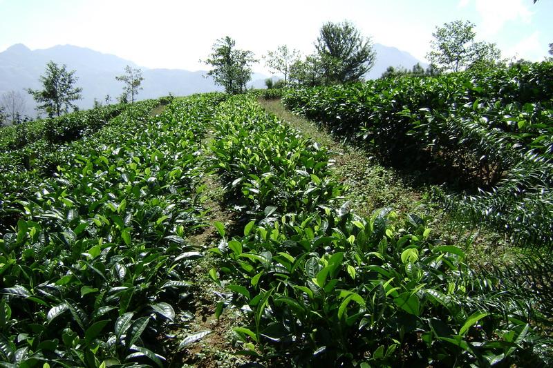荒田寨自然村茶葉種植