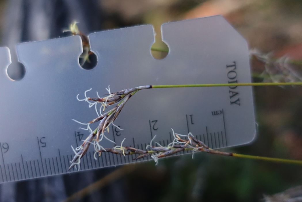 Lepidosperma canescens