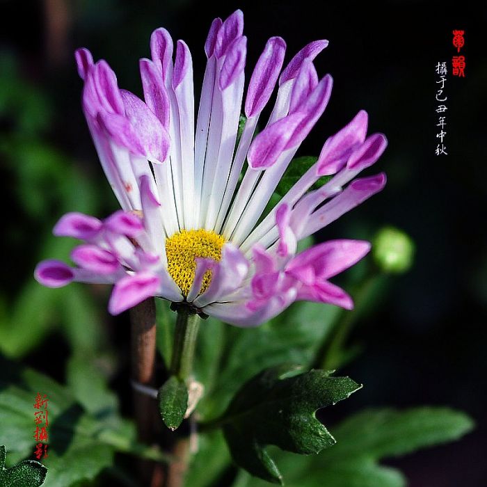 菊韻 菊韻