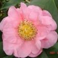 納福(山茶屬栽培品種) 納福(山茶屬栽培品種)