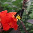 馬來西亞金裳鳳蝶
