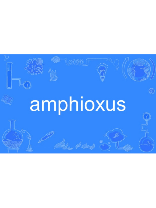amphioxus amphioxus