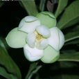 夜合花(木蘭屬植物)