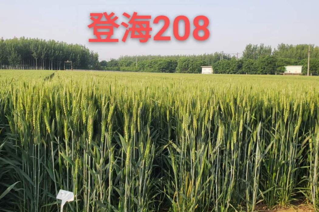 登海208 登海208