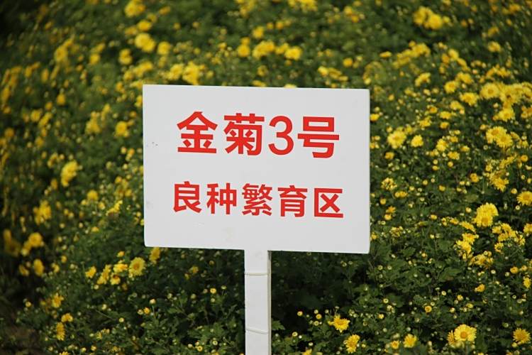 金菊3號 金菊3號