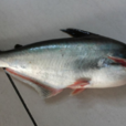 芒魚 芒魚