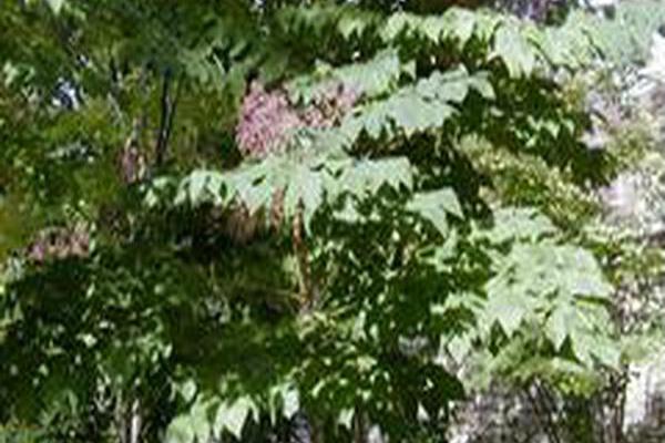 Aralia spinosa Aralia spinosa