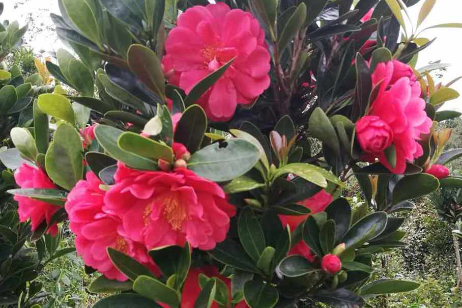 曲院風荷(山茶屬植物) 曲院風荷(山茶屬植物)