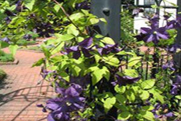 Clematis \x27Evipo032\x27 GALORE Clematis \x27Evipo032\x27 GALORE