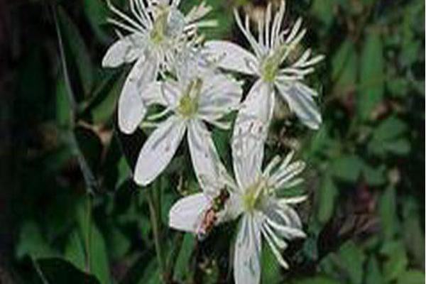 Clematis recta \x27Purpurea\x27