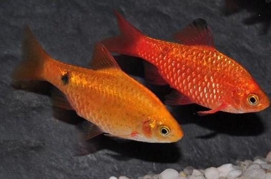 玫瑰鯽(咖啡魚) 玫瑰鯽(咖啡魚)
