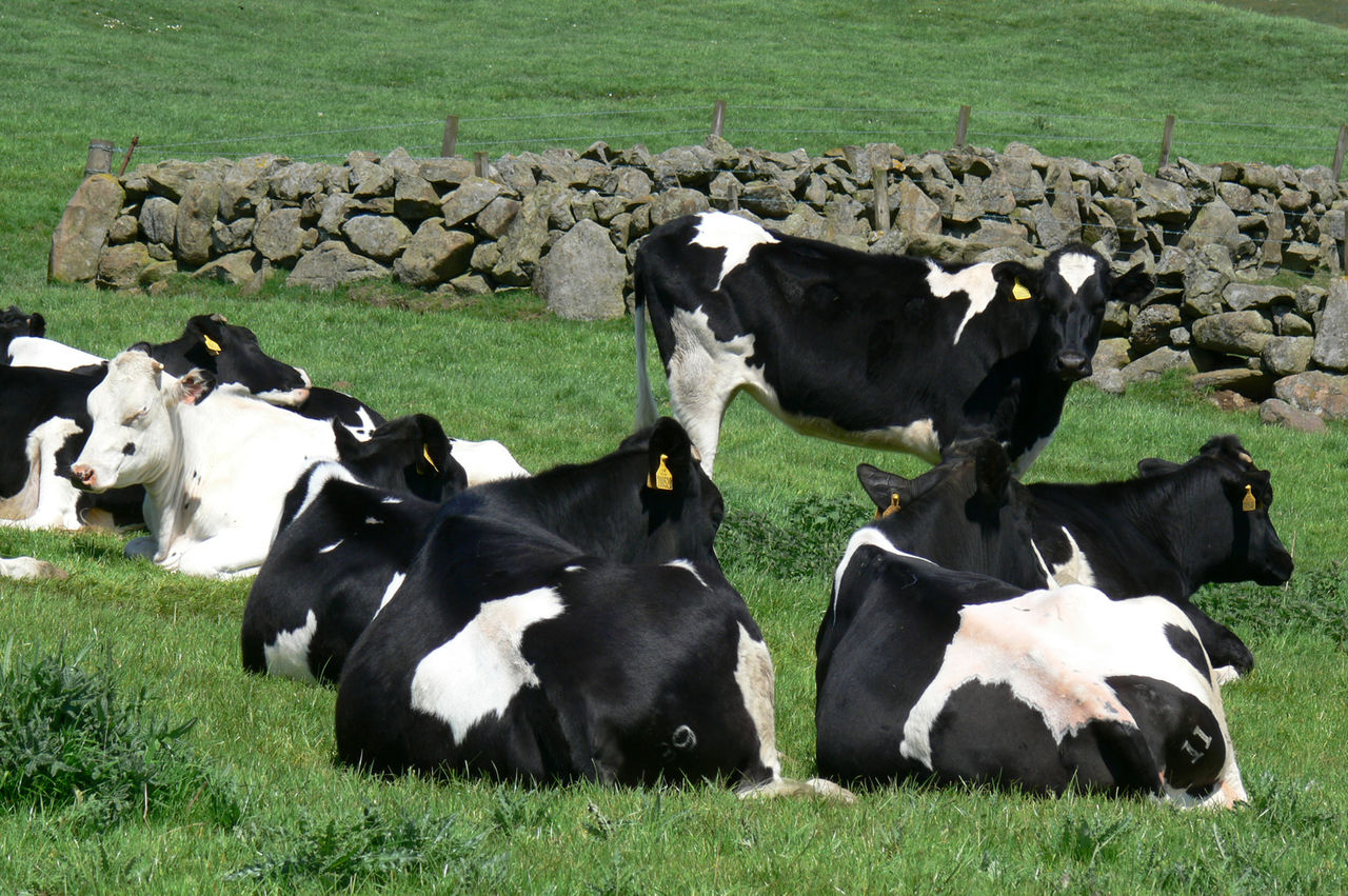 紐西蘭奶牛
