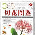 插花植材 插花植材