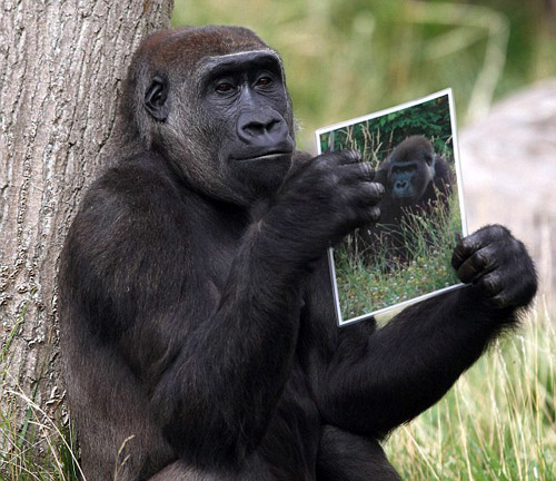 倫敦動物園的大猩猩看照片“相親”