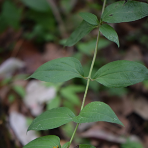 Alloispermum colimense