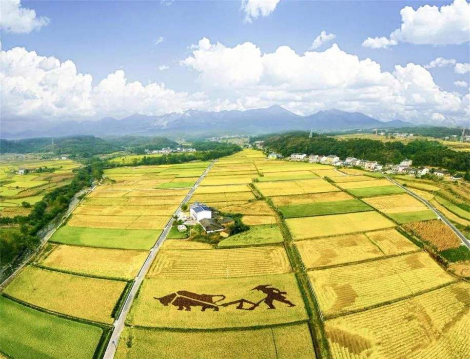 夷陵油菜花 夷陵油菜花