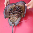 鱟魚