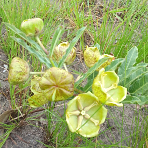 Pachycarpus grandiflorus