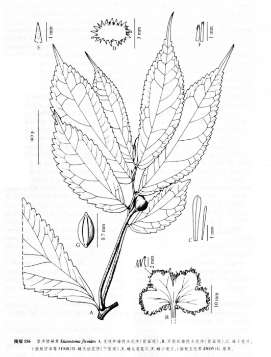 梨序樓梯草 梨序樓梯草