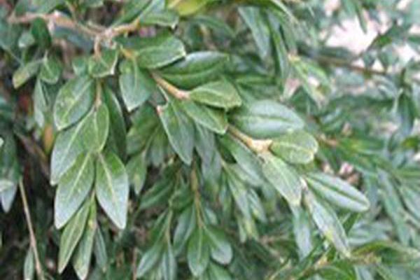 Buxus sempervirens \x27Appalachian Pyramid\x27 Buxus sempervirens \x27Appalachian Pyramid\x27