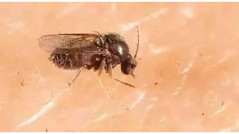 台灣蠛蠓 台灣蠛蠓