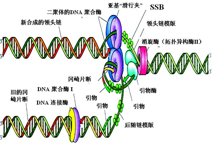 RNA依賴性DNA聚合酶