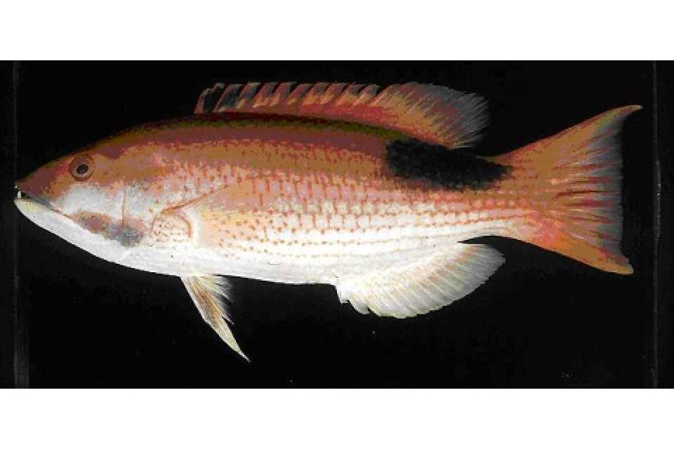 圓身普提魚 圓身普提魚