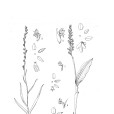 盤脈闊蕊蘭 盤脈闊蕊蘭