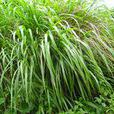 香茅(禾本目禾本科植物)
