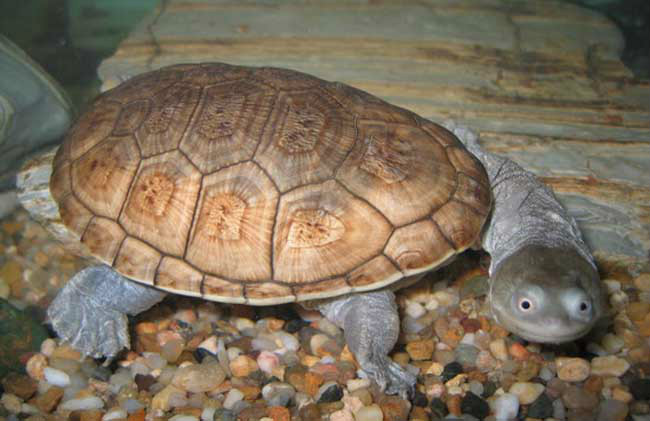 蛇頸龜