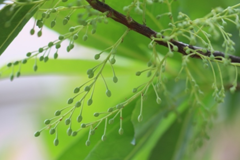 小花杜英 小花杜英