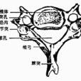 椎體 椎體