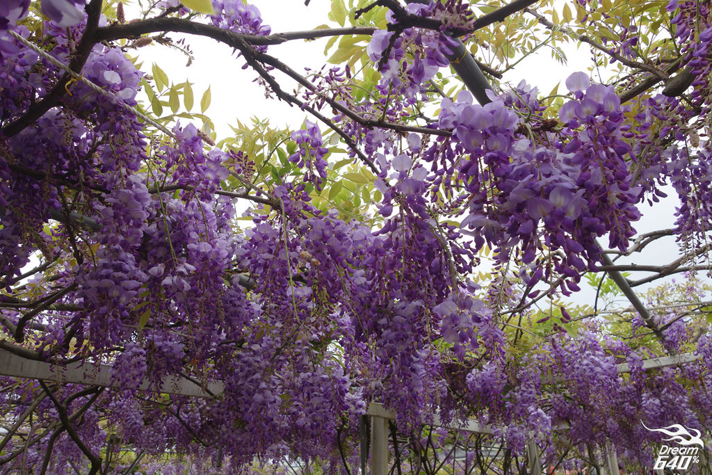 紫藤花園下