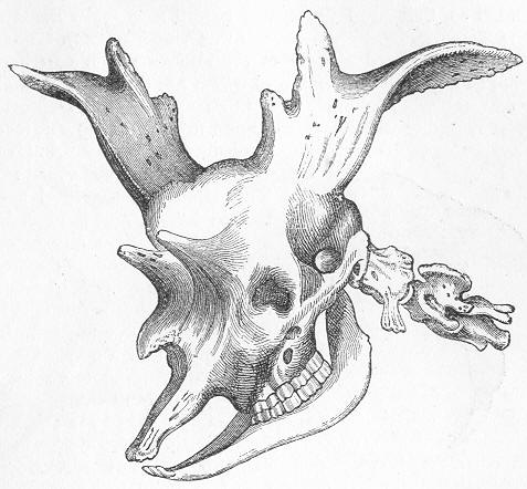 西瓦獸頭骨