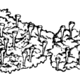 小喇叭(藥材) 小喇叭(藥材)