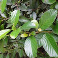 錫葉藤(五椏果科錫葉藤屬植物) 錫葉藤(五椏果科錫葉藤屬植物)