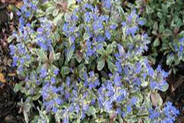 Ajuga reptans \x27Dixie Chip\x27 Ajuga reptans \x27Dixie Chip\x27