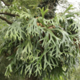 二歧鹿角蕨(蝙蝠蕨) 二歧鹿角蕨(蝙蝠蕨)